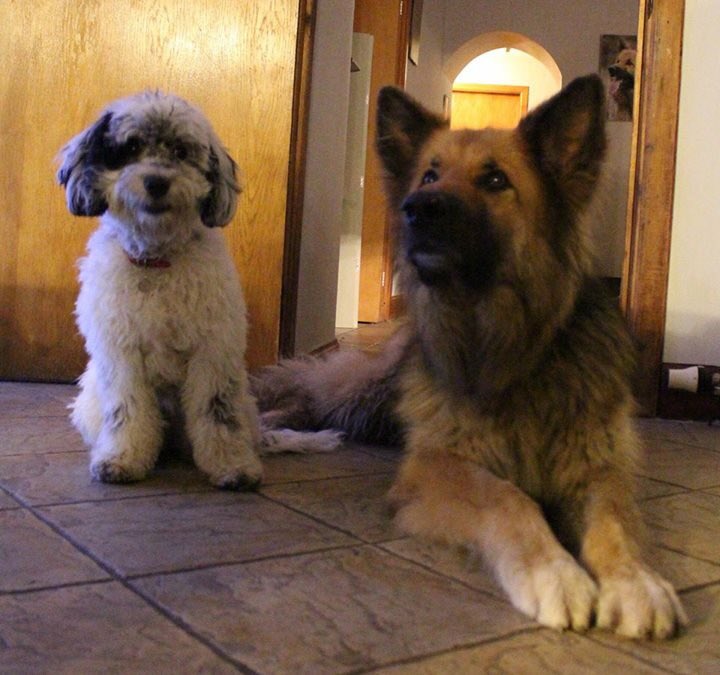 SCGS_R's tweet image. Another if Troy with Eden