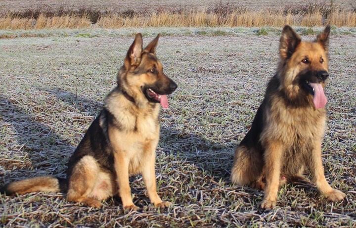 SCGS_R's tweet image. Troy with Bear