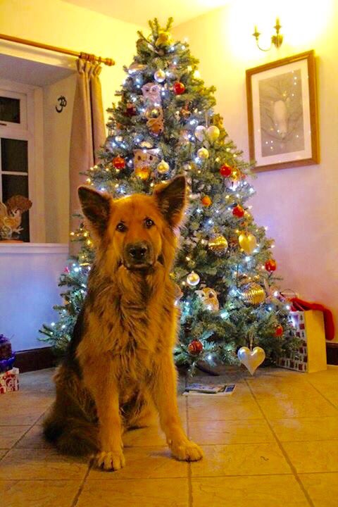 SCGS_R's tweet image. Troy and the tree