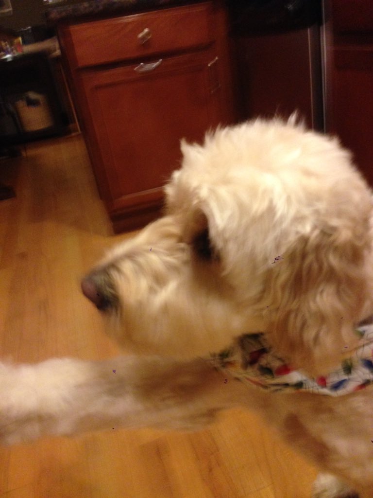 mrmattelliott's tweet photo. To 2016, year of the dog...
@envisionit #longesttoast https://t.co/EDHNmZBP2H