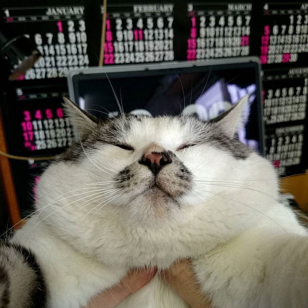 はるはる🐈🐾🐈‍⬛🐾🐈🐾🐈‍⬛🐈🥂 tweet media