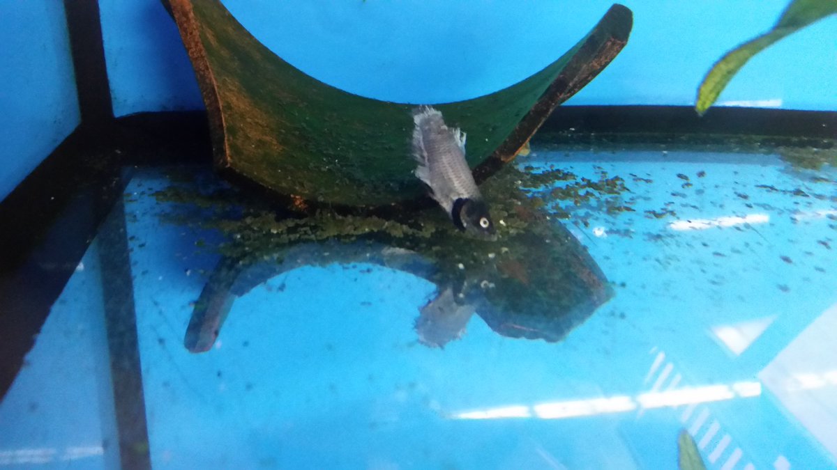 The unhealthy conditions in which <a href="/Walmart/">Walmart</a> keep their fish. This is one of the 6 dead ones. #AnimalRights