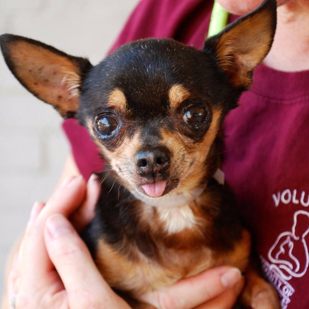 LAadoptRescue's tweet photo. OMG ❣Leopoldo❣14 y/o #seniorChi #CastaicShelter since September😩
 
Castaic Shelter ☎️661-257-3191 
ID #A4876613 https://t.co/Tqp5tNp1mU