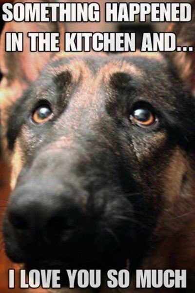 HumanK9Fit's tweet photo. "I've seen this look many times! How can you get mad at eyes like those? https://t.co/k2YWWBEwwp