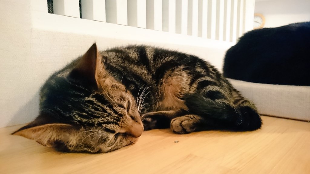 芦屋 ねこの手 この子たちと生涯の家族になってくださる里親さん募集中です 里親募集 猫カフェ T Co 4thrzglkpu