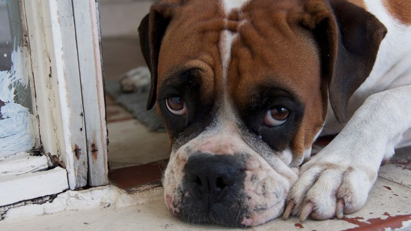 RT <a href="/TheQuirker/">Quirker</a>: You know you shouldn't give dogs chocolate. This picture shows you WHY not ow.ly/Wg15L