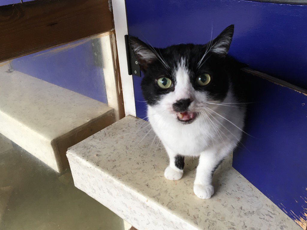 Tanglewoodcats's tweet photo. Fuss time please https://t.co/bSy5yiJqc4