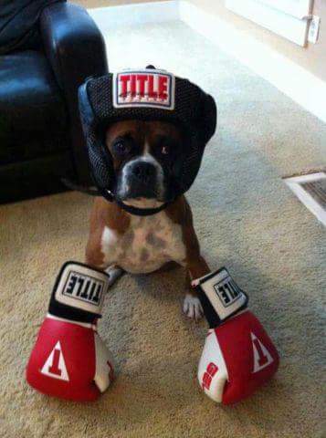 xJBlaze24x's tweet image. #Tyson #Boxer #BoxingLessons