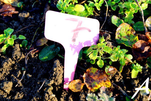 Abschiedsbrief an unseren Acker ackerzeit.wordpress.com/2015/12/23/abs…