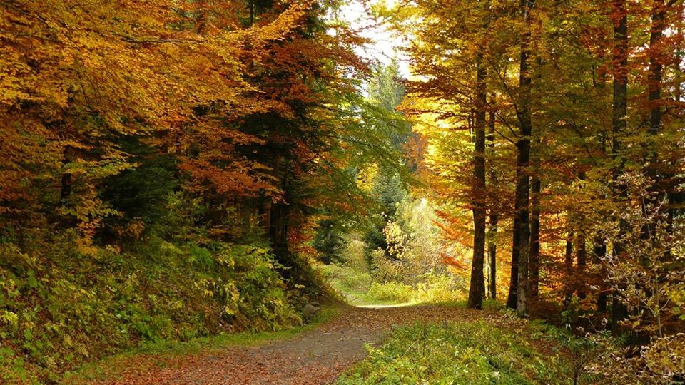 KREBS (@cantondu) on Twitter photo 