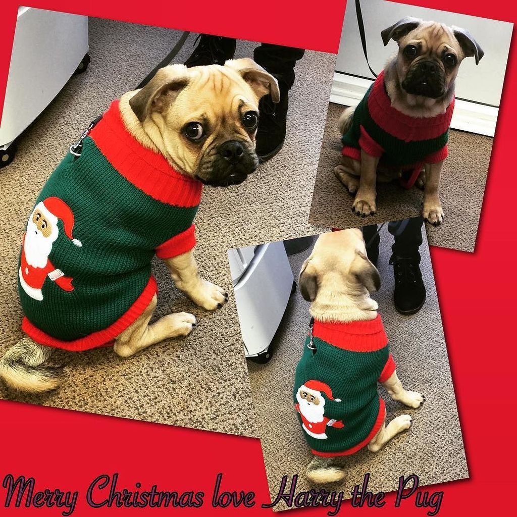 So proud in his Xmas Jumper! #pugs #puglife #pugsofinstagram #christmas #puppy #dogsdressedup #santa #festive #imso…