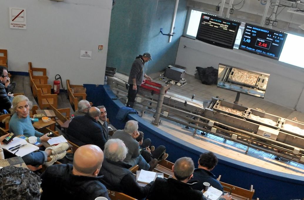 A la criée de Sète, les poissons sauvages ne sont pas à la fête midilibre.fr/2015/12/23/fet…