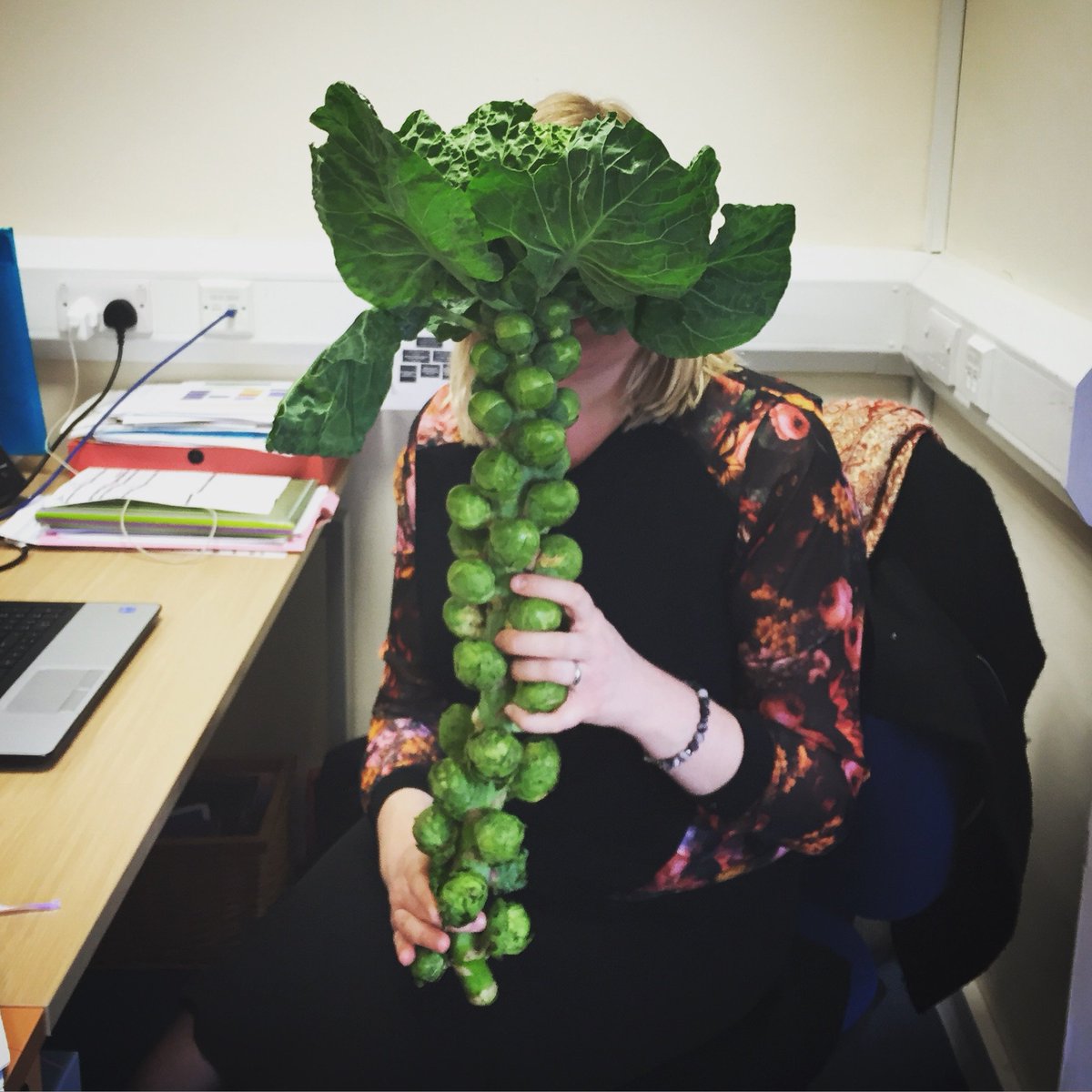 BridgeMH's tweet photo. Father Christmas has already been to the Bridge office! Grown in the North Pole? https://t.co/aB2FZRIfXv