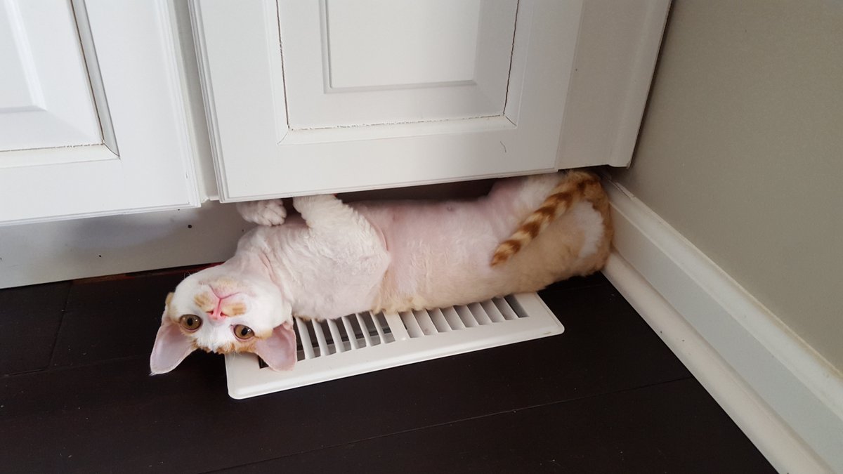 Litter_Kit's tweet image. Heater warmth! LitterKit.com #kitty #litterkit #cat #cats