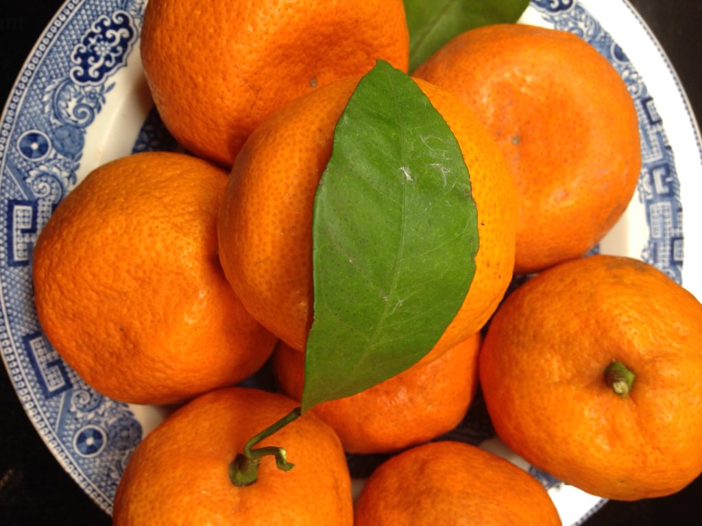 NadineCharity's tweet photo. #kindnessdaily #kindnessoffriends fresh off the tree satsumas from south Louisiana. Enough to share. I know you want https://t.co/cqwps3WztZ