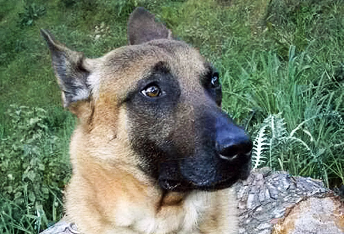 Permalien de l'image intégrée