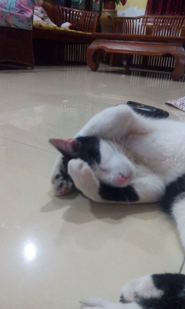 AzimHudson's tweet photo. Ni baru betul "malu malu kucing". Nak amik gambar dia tapi dia tutup muka 🐱 Huhu https://t.co/4HdLLDa78d