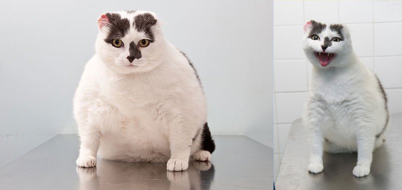 Image result for cat diet before after