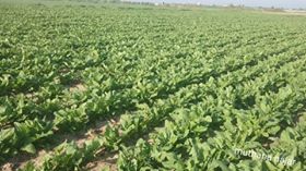 saidshouib's tweet photo. Israeli Planes sprayed crops with pesticides toxic at Khan Younis south of  #Gaza this morning caused to damage it. https://t.co/zku5B7Pdcp