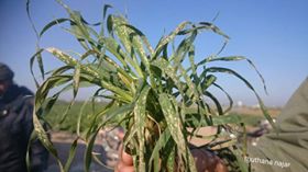 saidshouib's tweet photo. Israeli Planes sprayed crops with pesticides toxic at Khan Younis south of  #Gaza this morning caused to damage it. https://t.co/zku5B7Pdcp