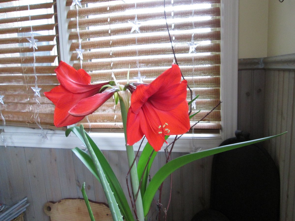 As promised, the amaryllis flower is magnificent!  Time now to cut a sprig of #Christmas holly…reminds me of my Nan.