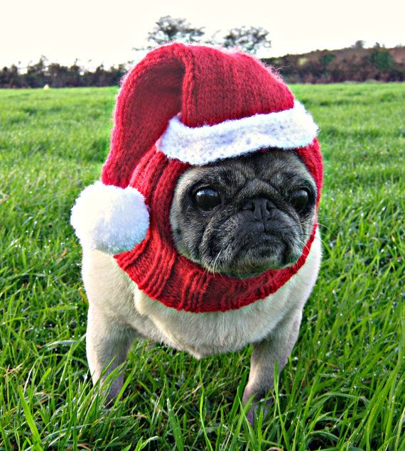 Snow excited for Christmas and I hope every pug has a pugtastic day! I just love this hat, looks so warm!!!!!- Sid