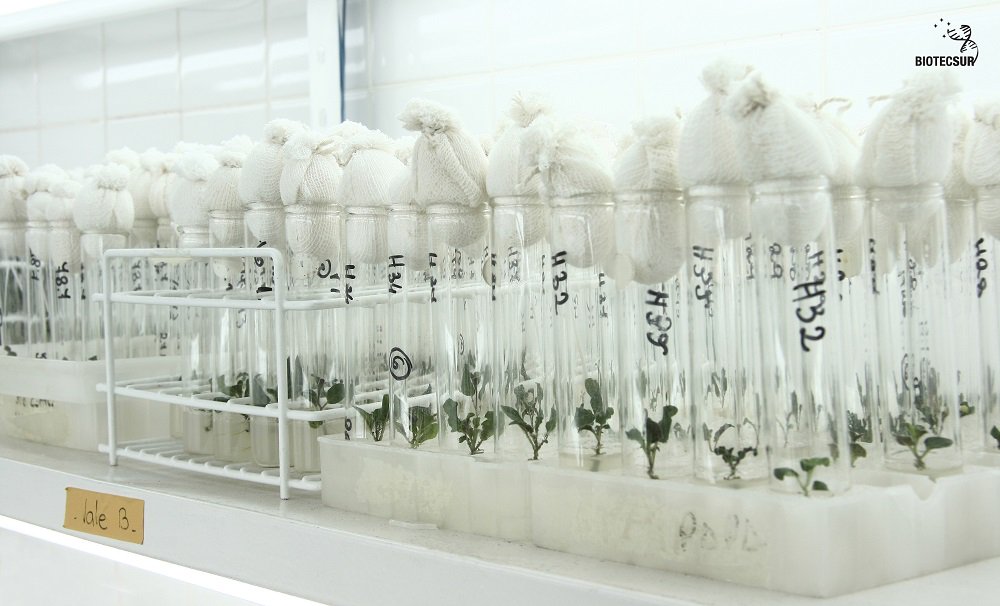 innovacionar's tweet photo. Biotecsur es una iniciativa de cooperación entre la Unión Europea y el MERCOSUR, Leé más: https://t.co/hg3RNlT3YT https://t.co/0hBkUmUP6M