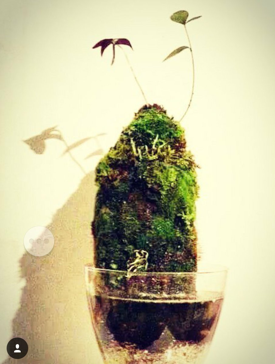 JA_Ydist's tweet photo. Giant Wabi Mossa in Vase
#landscaping  #kokedama #ecodesign #green #sustainable #ecosystem #terrarium #wabikusa https://t.co/E5kyGZLA8A