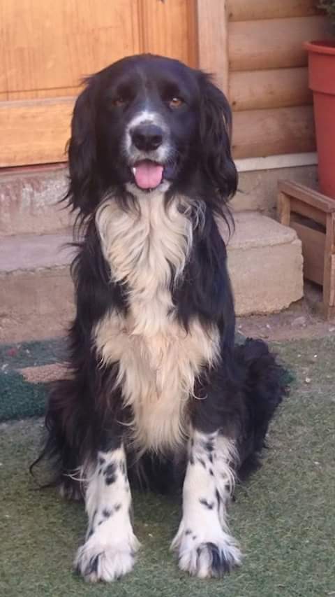 Quiltreria's tweet photo. Jerry les desea feliz víspera de la navidad 😆🎄 Seguimos trabajando por nuestro #RefugioDeAmor. #Aperra 🐶❤ https://t.co/OF2WAECmaS