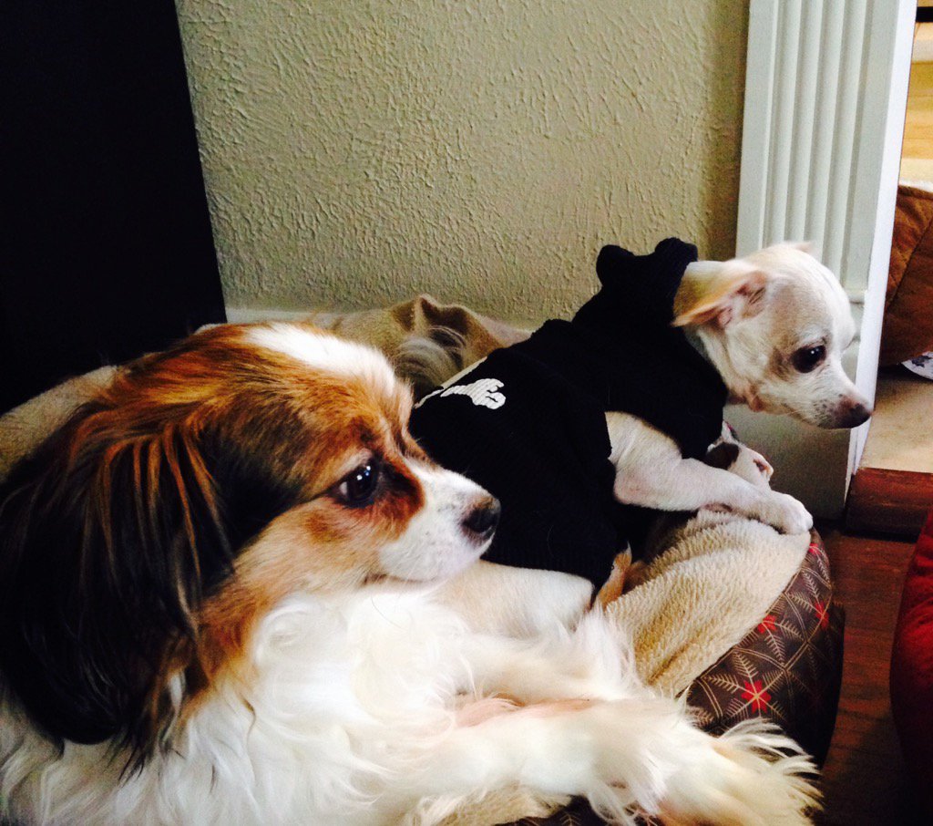 MrPigglesWorth3's tweet photo. Hangin w/ my bro Archy the Pap! my skull & cross bones hoodie on I borrowed from my other brother #Monkey #IGetCold https://t.co/cWx7mQX7QU