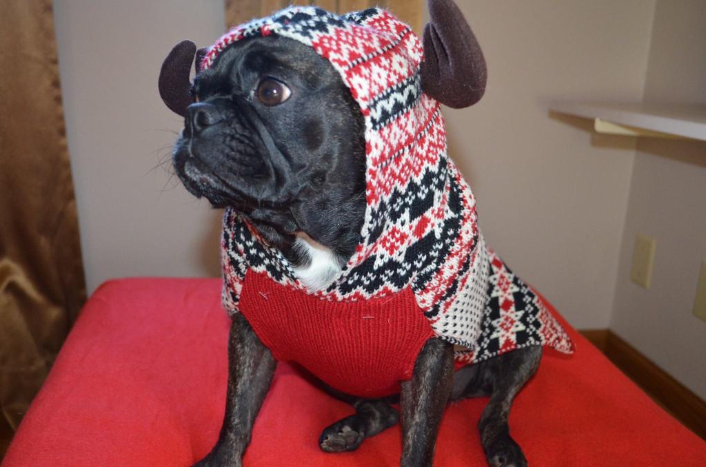 KixMoxie2's tweet photo. @HumphreyPug You look cute like Santa Paws!! It could be worse. #ReallyGrandma https://t.co/OHTqpIOaIO