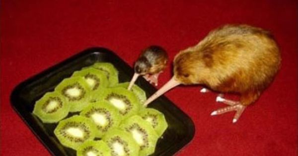 GeorgeTakei's tweet image. You're kiwing me. ift.tt/1OaDMWb