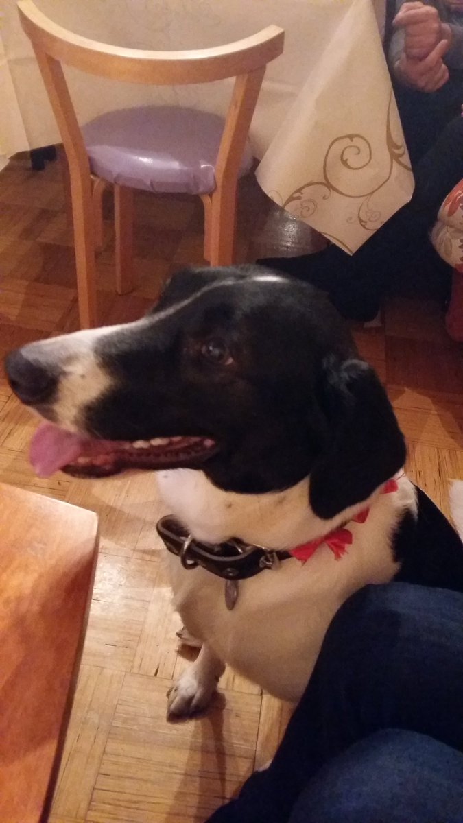 SunsPeka's tweet photo. Christmas doggeh! #xmas https://t.co/SI72vl1DR2
