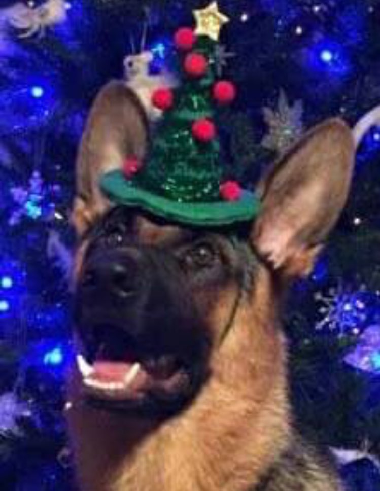 handsonsappeal's tweet photo. Merry Christmas everyone, love from Rio 🐾🎅 https://t.co/jQ9AKYRYI9