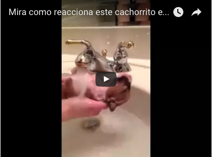 kiralamascota's tweet photo. #polemica por cachorro que lo bañan, entra a https://t.co/h9TShR7xEs y entérate https://t.co/iy9FT3q5Mv