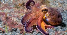 Britannica's tweet photo. 6 reasons to love #cephalopods. #EBList https://t.co/J2AVL3l41O https://t.co/Azn14fLITa