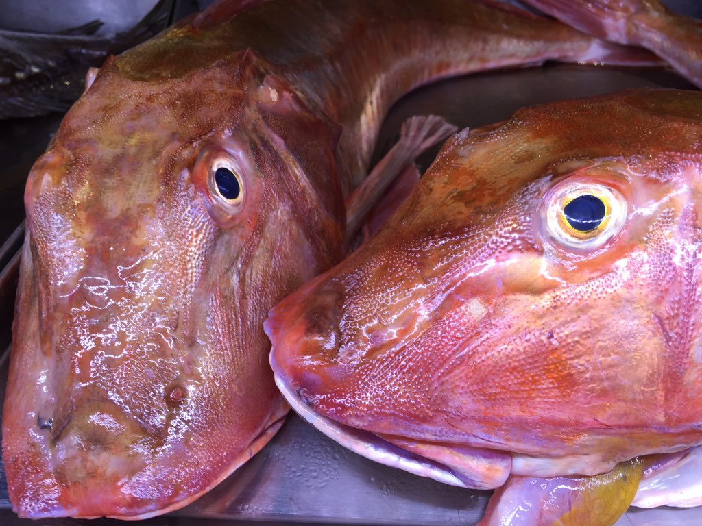 SilviaFacal's tweet photo. Bésame! 💋 #peixes #fish #galicia #costadamorte #escacho #alfondiga #dehoy #parahoy #amundiña #coruña https://t.co/gfL4HVnsGy