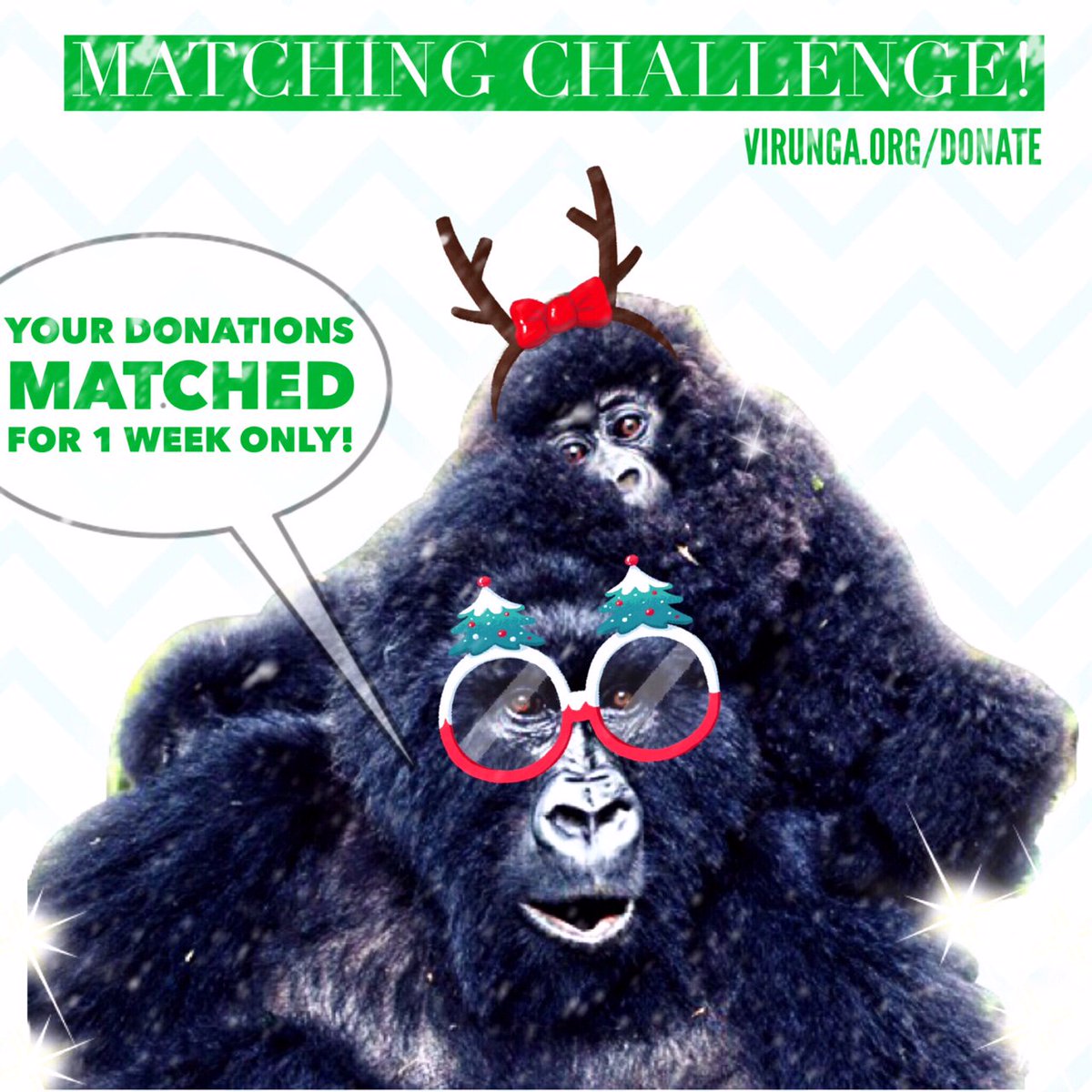 gorillacd's tweet photo. Thank you for your donations! We are on our way to reaching our $30k matching challenge target #FestiveVirunga RT https://t.co/7N59FjyDWO