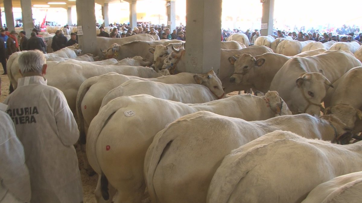 agrisapori's tweet photo. #fiera del #buegrasso in mostra la #razza #bovinapiemontese in tv con https://t.co/NMdT0j6J4Y https://t.co/3BplHAAIZC