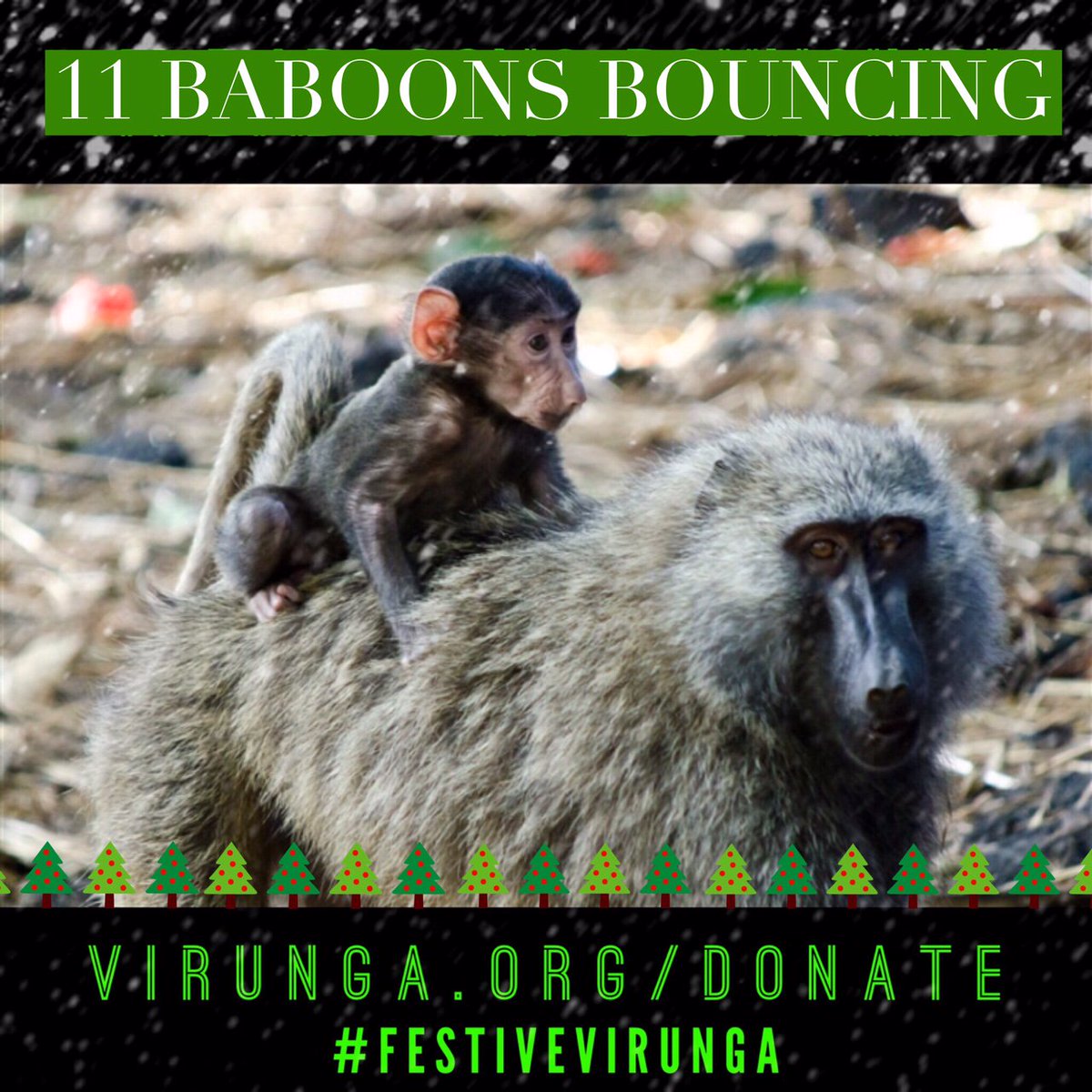 gorillacd's tweet photo. On the 11th Day of #FestiveVirunga My True Love Sent To Me 11 Baboons Bouncing @MikenoLodge https://t.co/nesAsQHCB5 https://t.co/DDcKQXwtVS