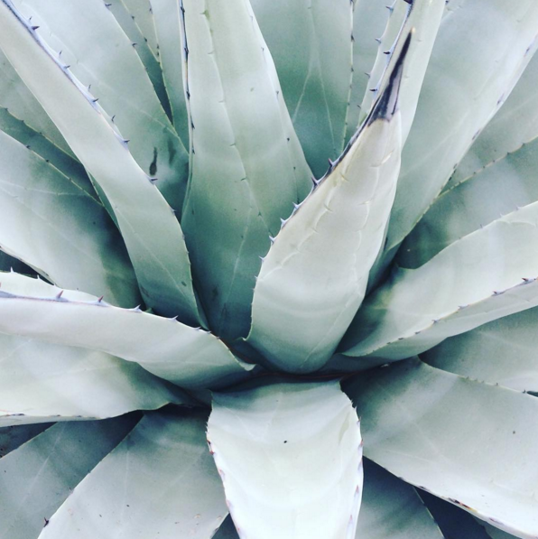 Playaproducts's tweet photo. Looks like you’re stuck with us 🌵 📷 @goshethegreat https://t.co/YodaCaOd3B