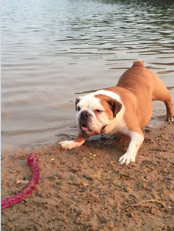 Lew_Dogs tweet picture