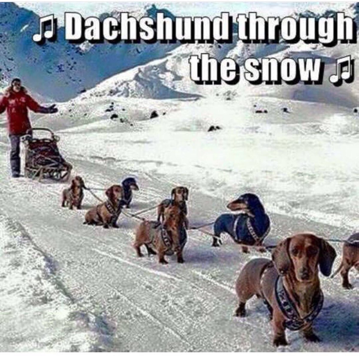 RobDPitman's tweet photo. Yes!!! @tomredhead 
#dachshund #sausage https://t.co/m6ROSCUq6M