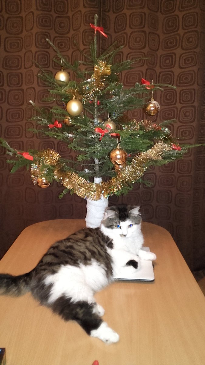 Irina_lescuka's tweet photo. @BezTabuTV3 Makša izrotātā eglīte :) https://t.co/nzxpzv2e3R