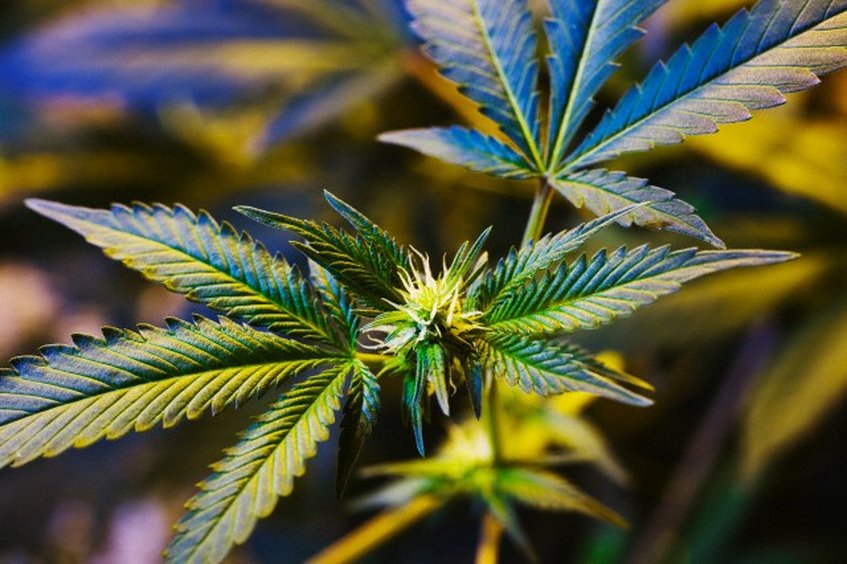 globovision's tweet photo. Colombia legalizó la marihuana con fines terapéuticos https://t.co/HUUSssuQUu https://t.co/MsQznyZdsb