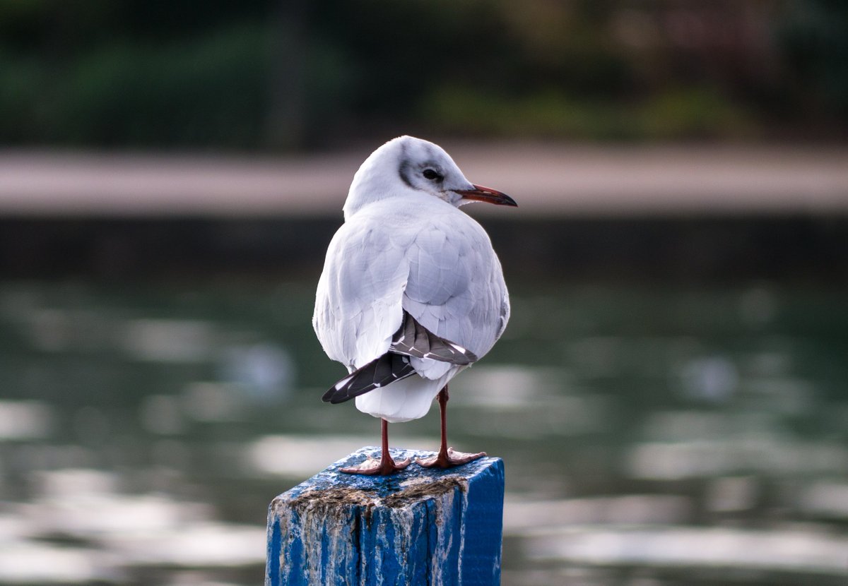 TitashPhoto's tweet photo. Today, I spend my day in Annecy... :) That's mean: city, lake, montains and birds... ^^ https://t.co/suf6jhZaYn