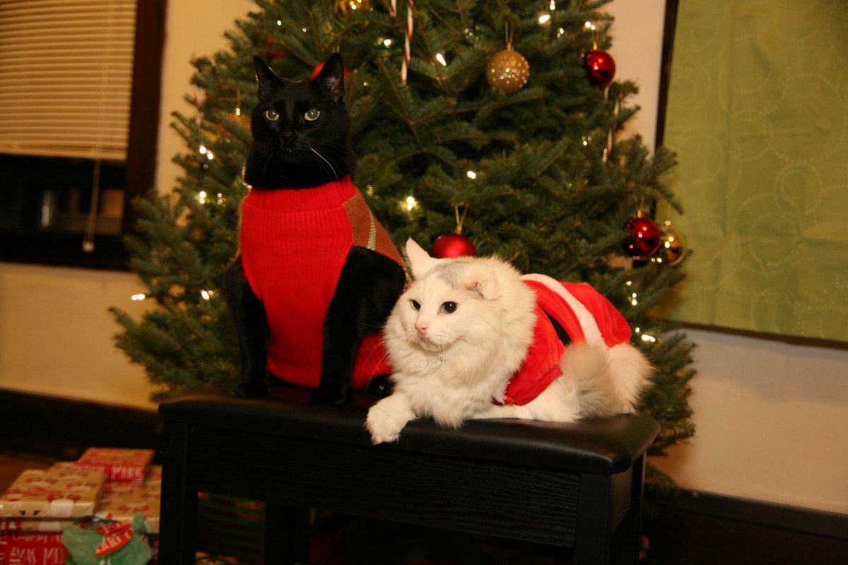 Happy Holidays from all the cool cats at Creative Communications.