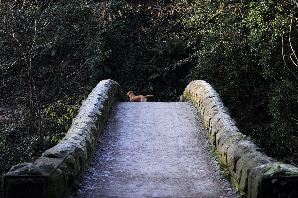 ChronicleLive's tweet photo. 22 reasons why we love Jesmond Dene https://t.co/NvOMvALkhg https://t.co/mbh6rpiOZ4