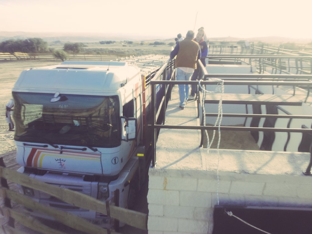 ganad_sanisidro's tweet photo. Tarde muy especial la de hoy. Ya estan aqui la camada de añojos y erales de @ganad_sanisidro. https://t.co/VqUAaV7iFu