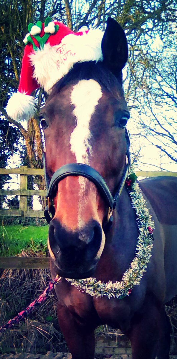 SWShowjumping's tweet image. Merry Christmas from me and Georgie to all my amazing followers. Can't wait to share 2016 with you all #lovemyhorse